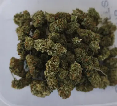 Piwnica i gospodarcze schowki - bracia z powiatu łomżyńskiego wpadli z marihuaną